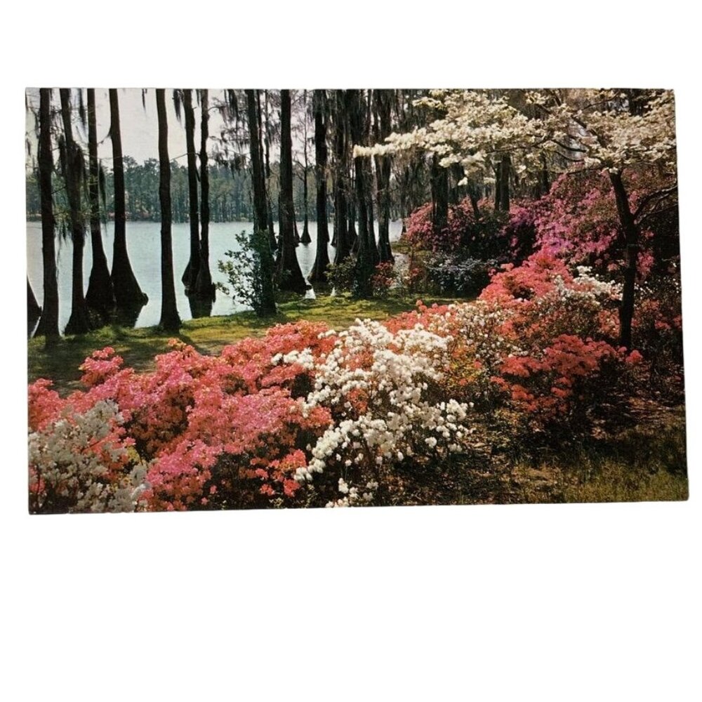 Vintage Postcard Azaleas White Dogwood Spring Southern USA Hugh Morton Color u